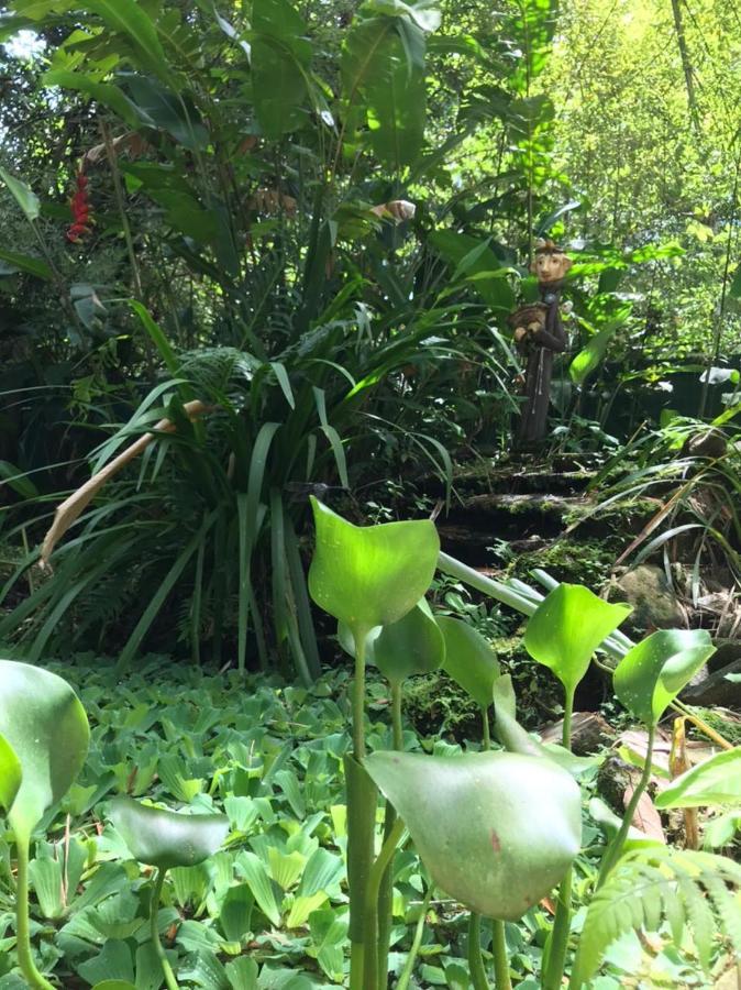 Casa A Beira Do Rio Jaguareguava Na Mata Atlantica Em Bertioga Sp Villa Luaran gambar